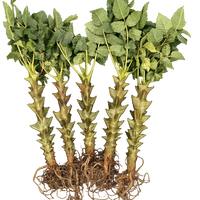 Rare Cactus, Beiselia Mexicana, Leafless /1pc