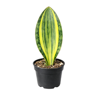 Variegated Whale Fin Snake Plant, Sansevieria Masoniana, Rare Live Succulent Houseplant