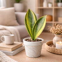 Variegated Whale Fin Snake Plant, Sansevieria Masoniana, Rare Live Succulent Houseplant