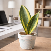 Variegated Whale Fin Snake Plant, Sansevieria Masoniana, Rare Live Succulent Houseplant