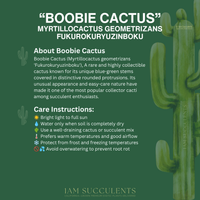 Rare Boobie Cactus, Myrtillocactus geometrizans ‘Fukurokuryuzinboku’, 6"-8", Unique Mother’s Day Gift
