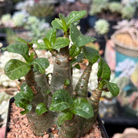 Adenium Arabicum live plants WYSIWYG (1)
