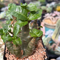 Adenium Arabicum live plants WYSIWYG (1)