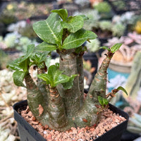 Adenium Arabicum live plants WYSIWYG (1)