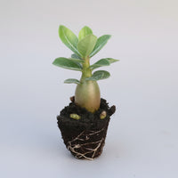Adenium Obesum, Desert Rose, Great Starter Seedlings, Rare Succulent, pack of 3 plants/6 plants