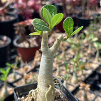 Adenium Obesum, Desert Rose, Great Starter Seedlings, Rare Succulent, pack of 3 plants/6 plants