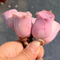 Aeonium Greenovia Pink Mountain Rose, Pink El Hierro, Rare Succulents