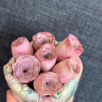 Aeonium Greenovia Pink Mountain Rose, Pink El Hierro, Rare Succulents