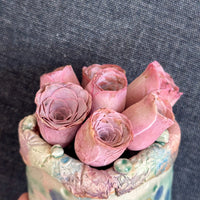 Aeonium Greenovia Pink Mountain Rose, Pink El Hierro, Rare Succulents