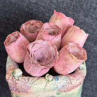 Aeonium Greenovia Pink Mountain Rose, Pink El Hierro, Rare Succulents