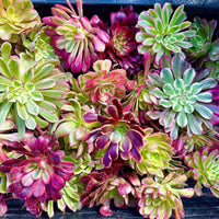 Aeonium Variegated Cuttings – Rare Live Plant Finds from California Greenhouse Nursery, Set of 3, 6, or 10!