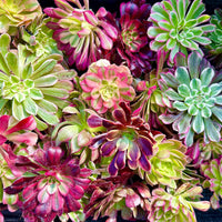 Aeonium Variegated Cuttings – Rare Live Plant Finds from California Greenhouse Nursery, Set of 3, 6, or 10!