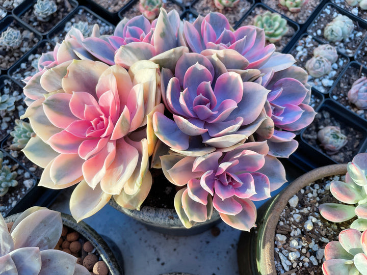 Best Online Rare Succulents Plant shop based in Los Angeles, California. We carry many world-wide, hard to find, rare plants, shop updates daily. Echeveria Rainbow