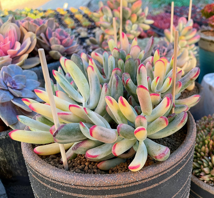 Best Online Rare Succulents Plant shop based in Los Angeles, California. We carry many world-wide, hard to find, rare plants, shop updates daily. Variegated Cotyledon Orbiculata 