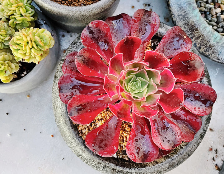 Best Online Rare Succulents Plant shop based in Los Angeles, California. We carry many world-wide, hard to find, rare plants, shop updates daily. Rare Medusa, Pink witch, Variegated aeonium