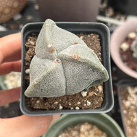 Astrophytum Myriostigma, 3 sides, 2.5" inch, Rare Cactus