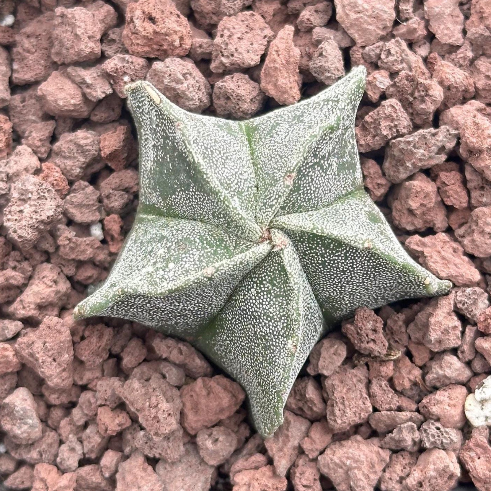 astrophytum myriostigma quadricostatum Rare Bishop's Cap Cactus Astrophytum Myriostigma
