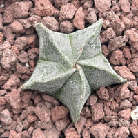 Astrophytum Myriostigma, Live Plant Rare Cactus, Great for Beginners, 2 Inches, Starter Plant