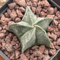 Astrophytum Myriostigma, Live Plant Rare Cactus, Great for Beginners, 2 Inches, Starter Plant