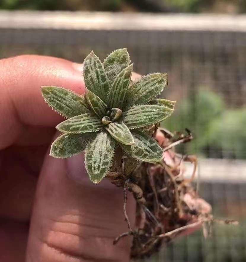 bulbine succulents Bulbine Haworthioides, Rare Caudex (Bulb Only)– 1am Succulents