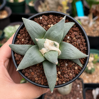 Rare Cactus, Ariocarpus Trigonus Seed Grown