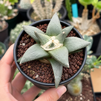 Rare Cactus, Ariocarpus Trigonus Seed Grown