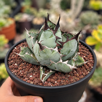 Agave Titanota Succulent - Blue Whale with White Margins