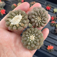 Copiapoa Hypogaea Rare Cactus, Unique Plant for Perfect Gift Collections