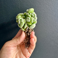Crassula Alstonii (3”), Rare Succulent Plants, Crassula Exotic, Cluster