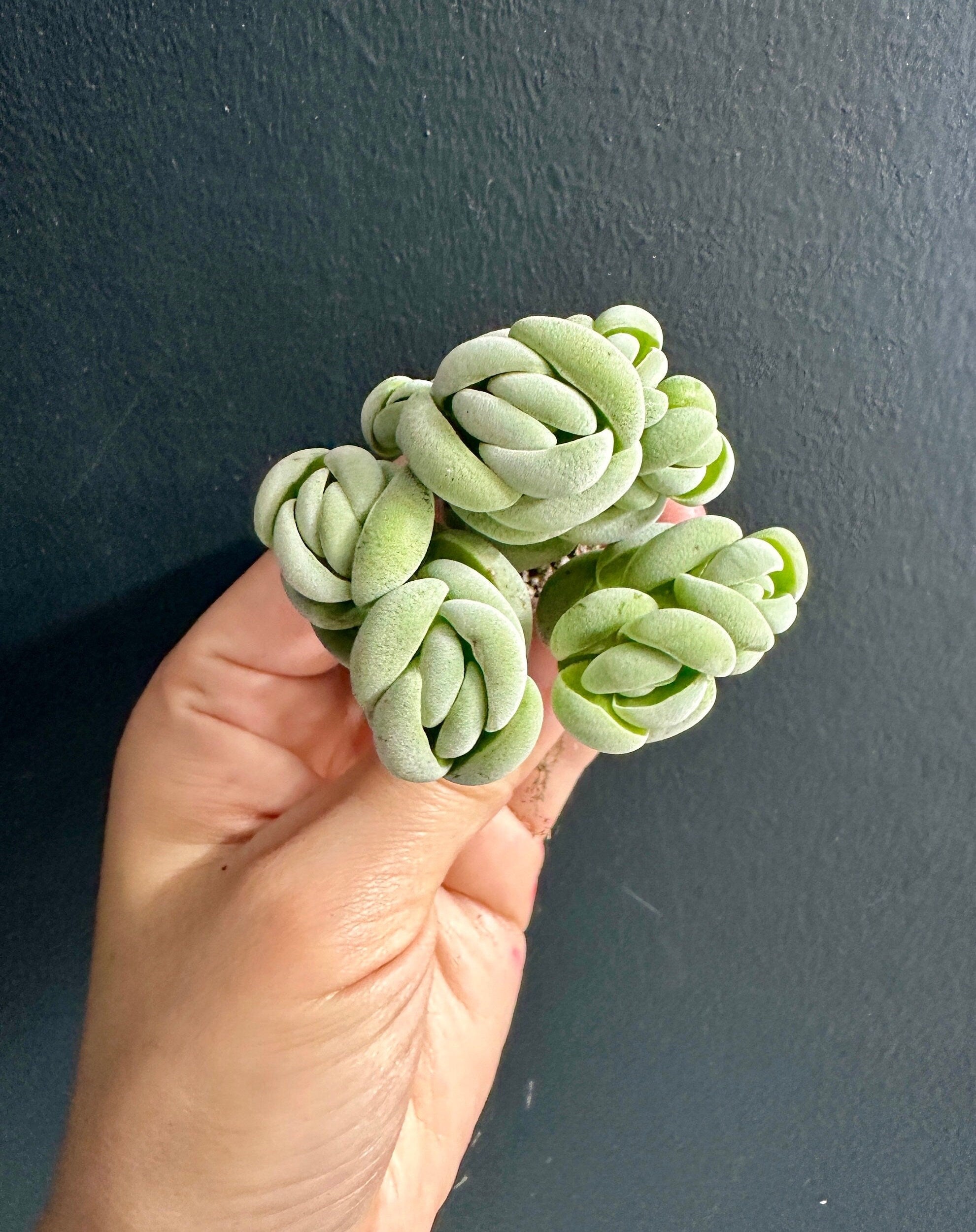 succulent that looks like a hand Crassula Alstonii, Rare Succulent Plants, Crassula Exotic– 1am Succulents