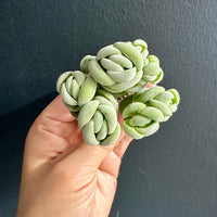 Crassula Alstonii (3”), Rare Succulent Plants, Crassula Exotic, Cluster