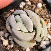 Crassula Alstonii (3”), Rare Succulent Plants, Crassula Exotic, Cluster