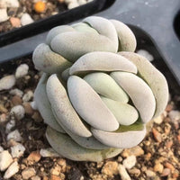 Crassula Alstonii (3”), Rare Succulent Plants, Crassula Exotic, Cluster