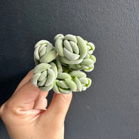 Crassula Alstonii (3”), Rare Succulent Plants, Crassula Exotic, Cluster