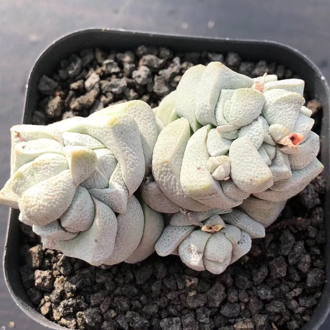 succulent plants for sale amazon Crassula Deceptor Cluster, Rare Succulent Plants, Crassula Exotic
