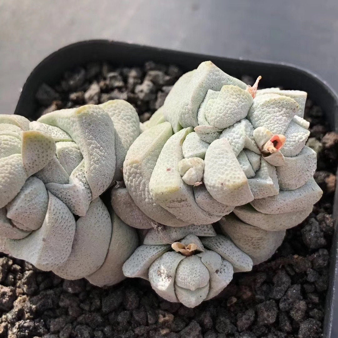 Crassula Deceptor Cluster, Rare Succulent Plants, Crassula Exotic– 1am  Succulents