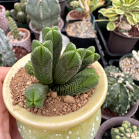 Crassula Quadrangularis (2”-2.5”), Rare Succulent Plants, Crassula Exotic, Cluster