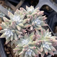Dudleya White Gnoma Cluster - Rare Succulents 2.5" Live Plant