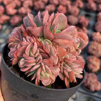 Echeveria Barbie Crested, Succulent Plant Unique Home Decor Gift Low Maintenance Greenery, Live Plant