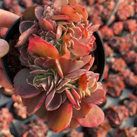 Echeveria Barbie Crested, Succulent Plant Unique Home Decor Gift Low Maintenance Greenery, Live Plant