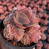 Echeveria Barbie Crested, Succulent Plant Unique Home Decor Gift Low Maintenance Greenery, Live Plant
