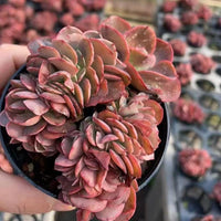 Echeveria Barbie Crested, Succulent Plant Unique Home Decor Gift Low Maintenance Greenery, Live Plant