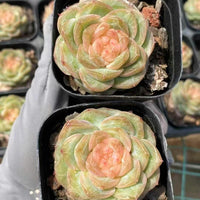 Echeveria Ice Lip, Succulent Plant, Home Decor Gift, Low Maintenance Greenery, Live Plant