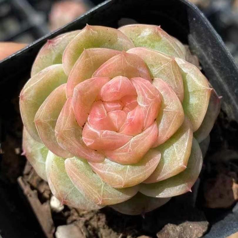 Echeveria Ice Lip, Succulent Plant, Home Decor Gift, Low Maintenance  Greenery, Live Plant