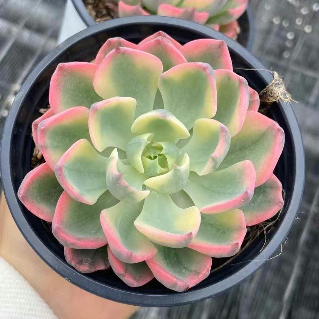 green ice succulent Echeveria Ice Lip, Succulent Plant Unique Home Decor Gift Low Maintenance Greenery, Live Plant