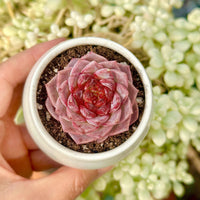 Echeveria Red Velvet Sugar Heart Cutting, Succulent Plant Unique Home Decor Gift Low Maintenance Greenery, Live Plant