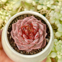 Echeveria Red Velvet Sugar Heart Cutting, Succulent Plant Unique Home Decor Gift Low Maintenance Greenery, Live Plant