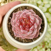 Echeveria Red Velvet Sugar Heart Cutting, Succulent Plant Unique Home Decor Gift Low Maintenance Greenery, Live Plant