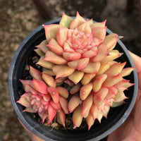 Echeveria Teslas, Succulent Plant Unique Home Decor Gift Low Maintenance Greenery, Live Plant