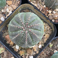 Euphorbia Obesa Cutting (1.5”), Live Plant, Rare Succulent, Baseball Euphorbia